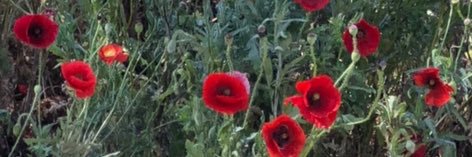 HaleyHovis's profile banner image