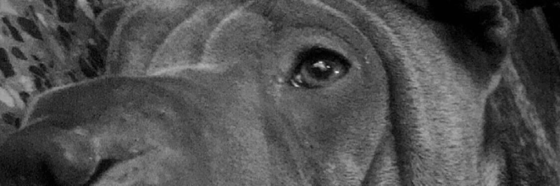FlorV24's profile banner image