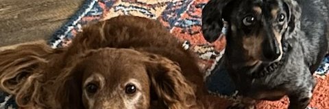 Robert Robinson banner