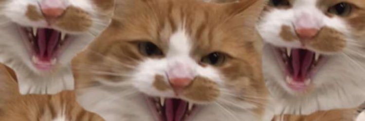 lorimurphyy's profile banner image