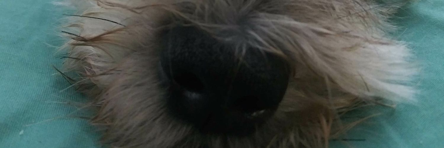 SnugglesTheeDOG's profile banner image