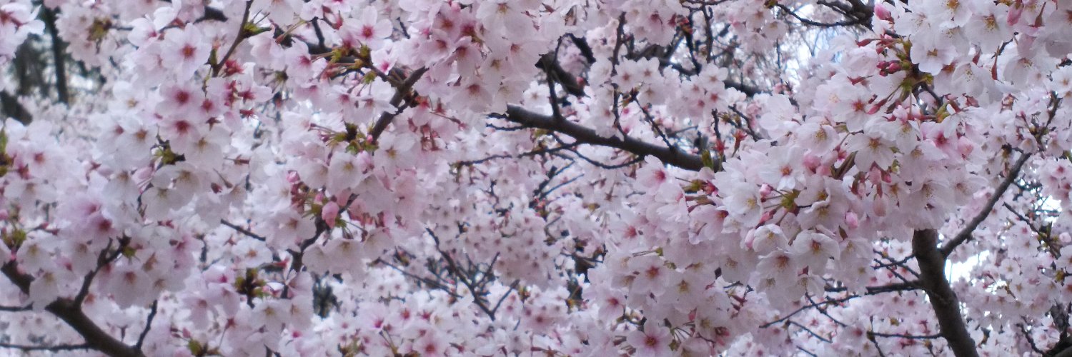 桜吹雪 banner