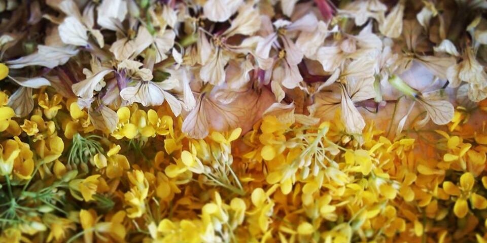 New Earth Farm banner