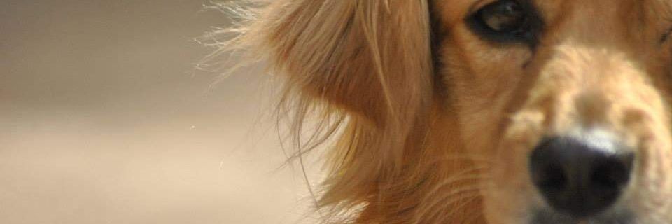 cygnaraa's profile banner image