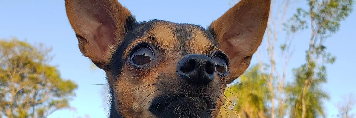Pamemareco's profile banner image