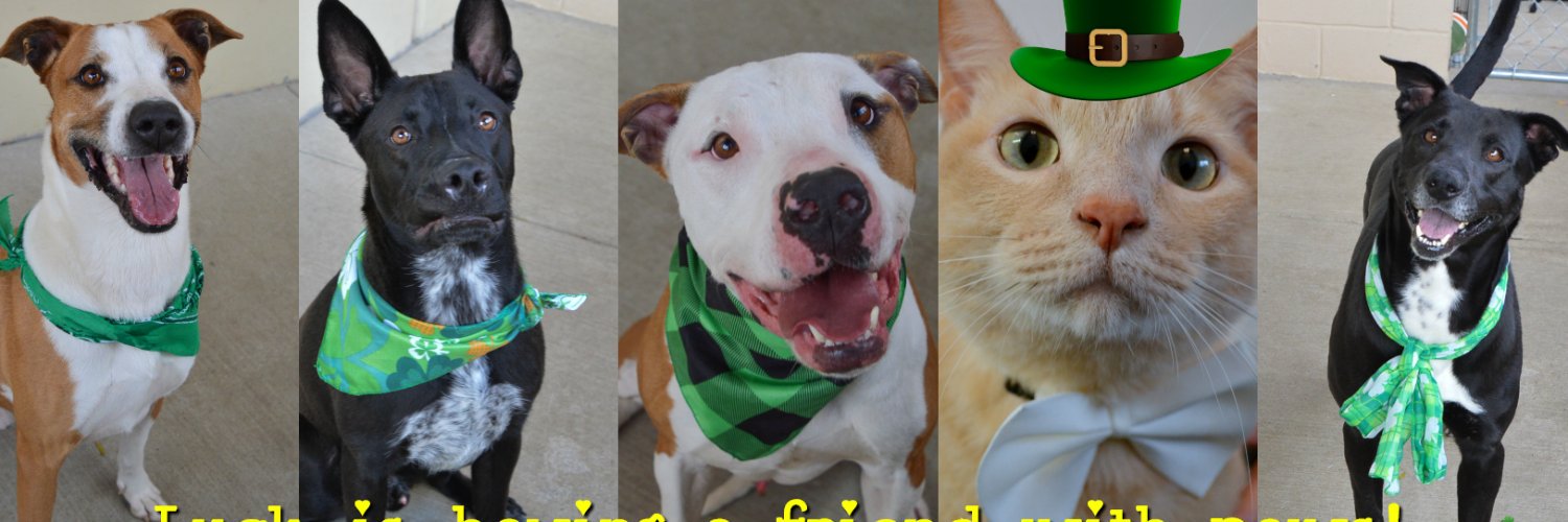 CollinCountyAnimals banner