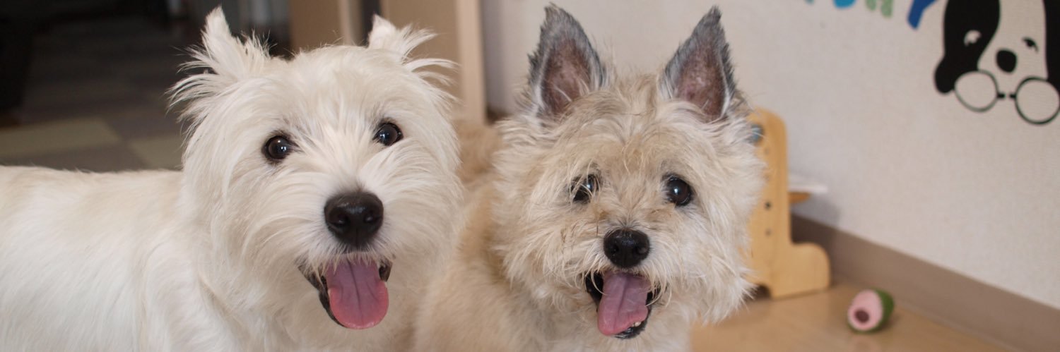 JACK_ANZ's profile banner image