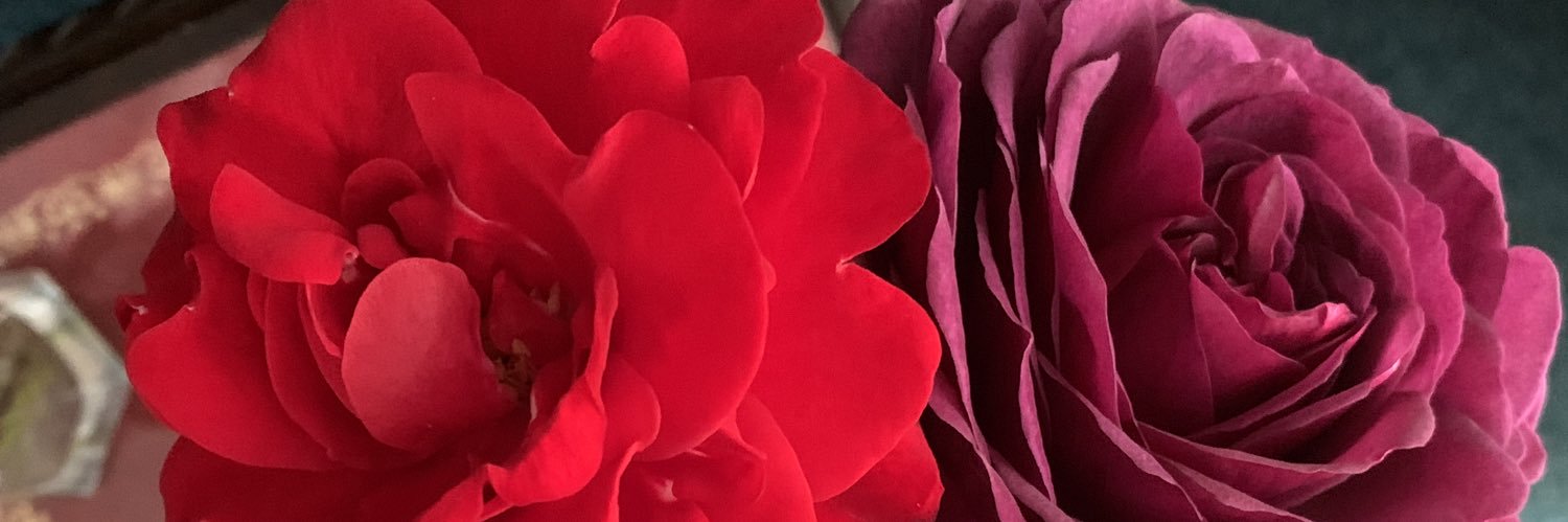 albear01's profile banner image
