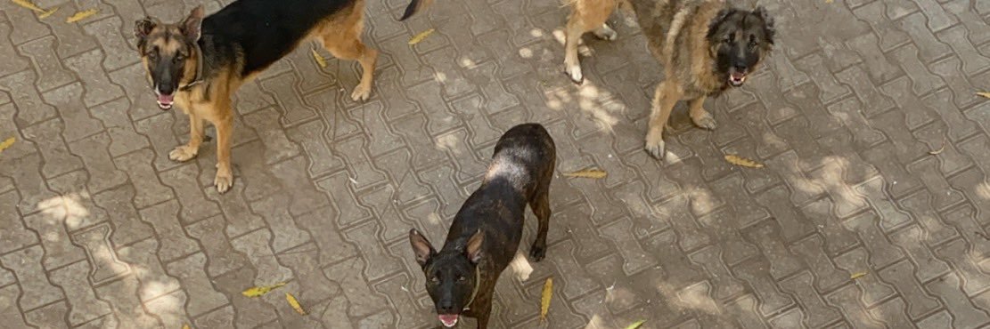 Cupid 🦂Professor In Practice banner