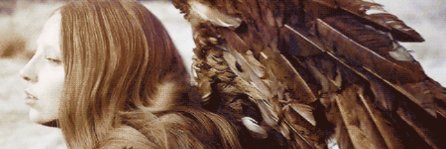 evie banner