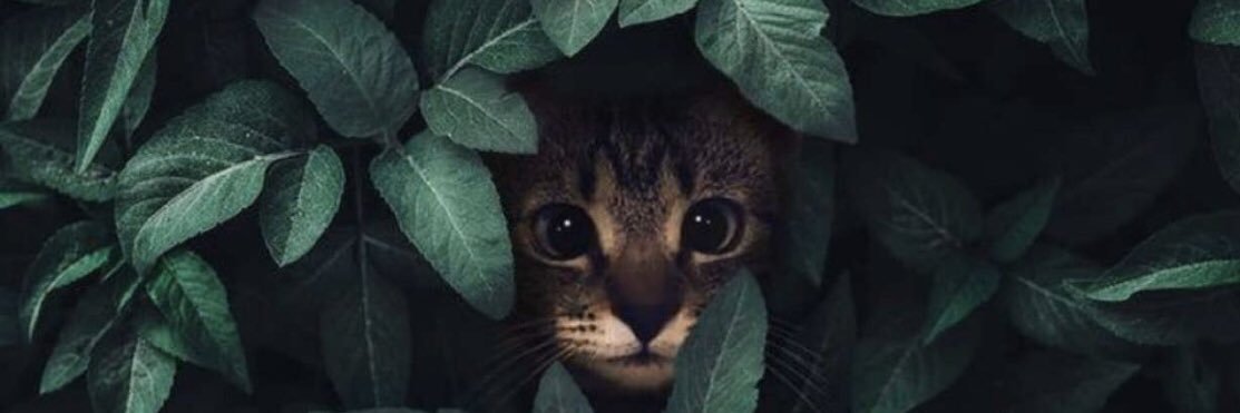 sbrky8's profile banner image