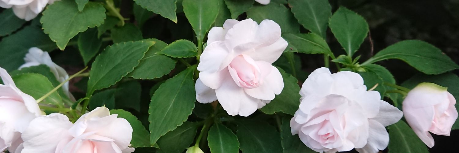 kinakopira's profile banner image