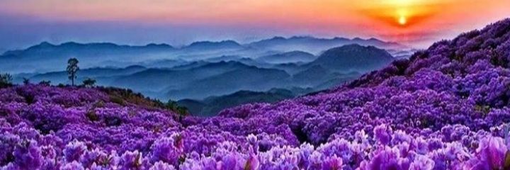 MLuiSa_Diva's profile banner image