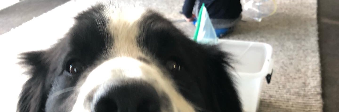 MsTiddlyWinks's profile banner image