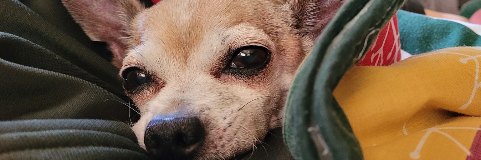 Moobirbs's profile banner image