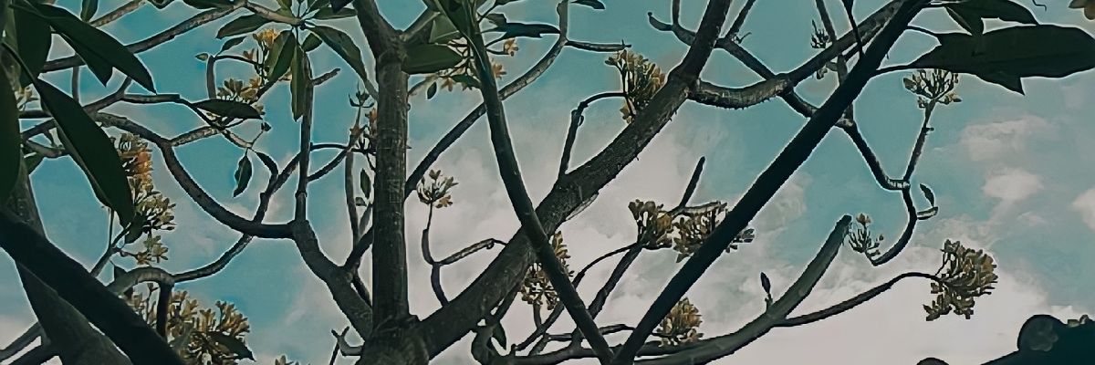 Matchakusuka_'s profile banner image