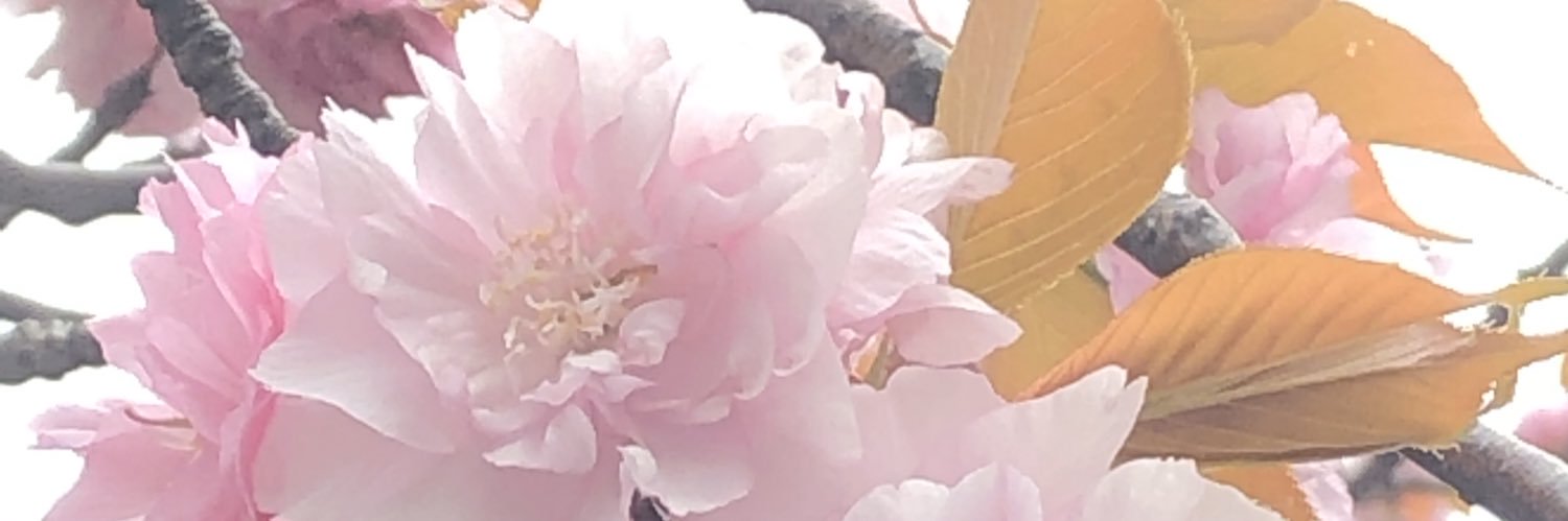 kume1111's profile banner image