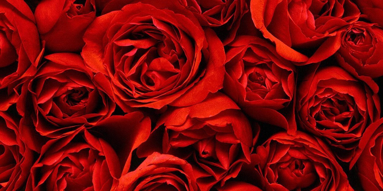 elizabthgo's profile banner image
