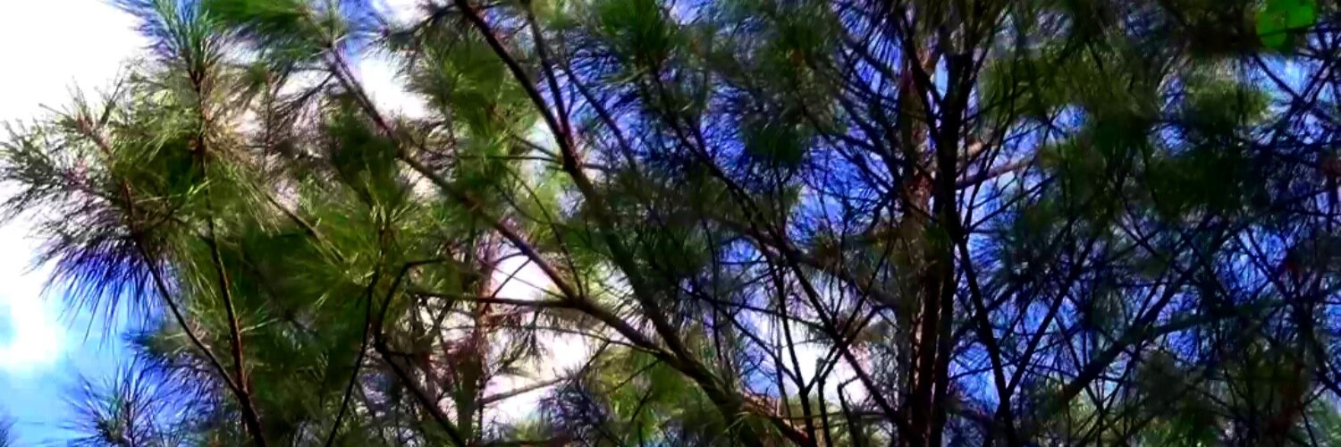 longleaf's profile banner image
