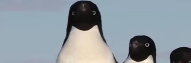 Vigilant Penguin banner