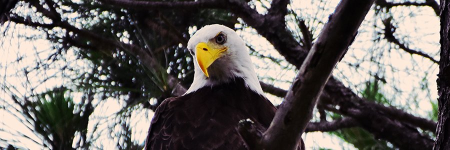 Bandit Nation banner