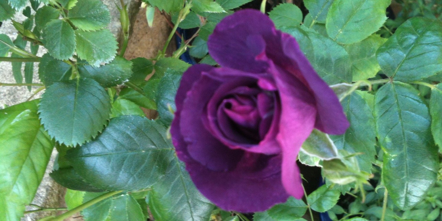 Janet E Baldwin 🌸 banner