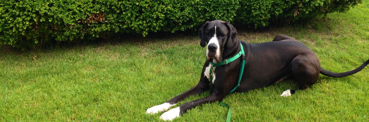 DukeTheDane's profile banner image