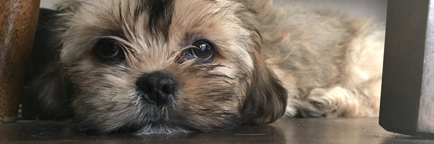 westie73's profile banner image