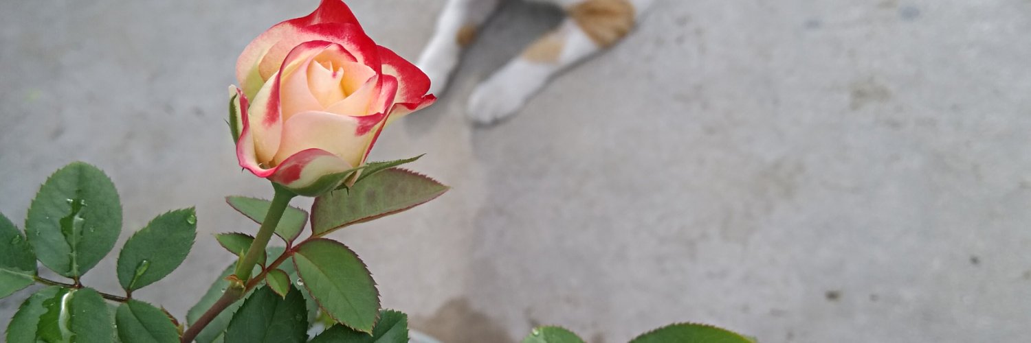 Sendy_a's profile banner image