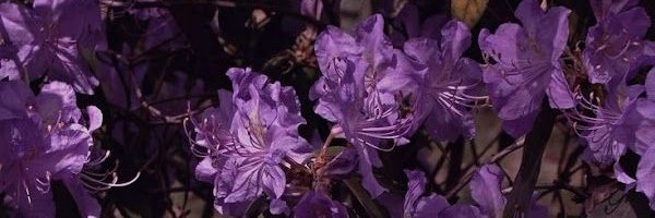 tria; VAI VER O LYKN banner