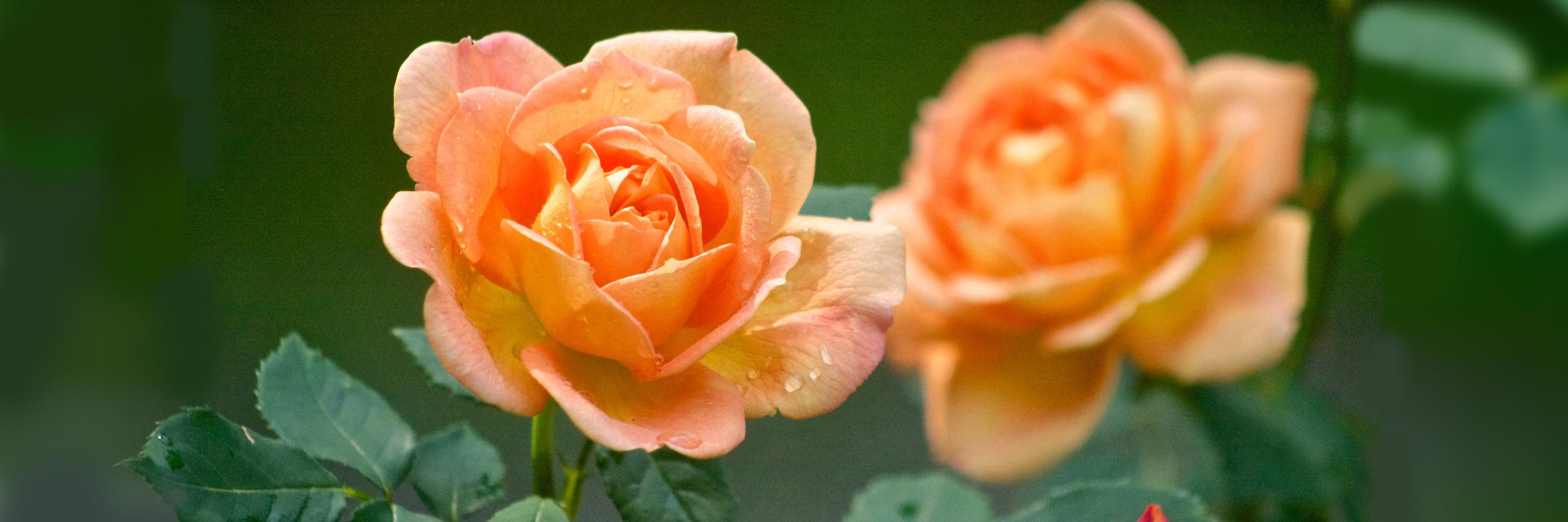 rose_m's profile banner image