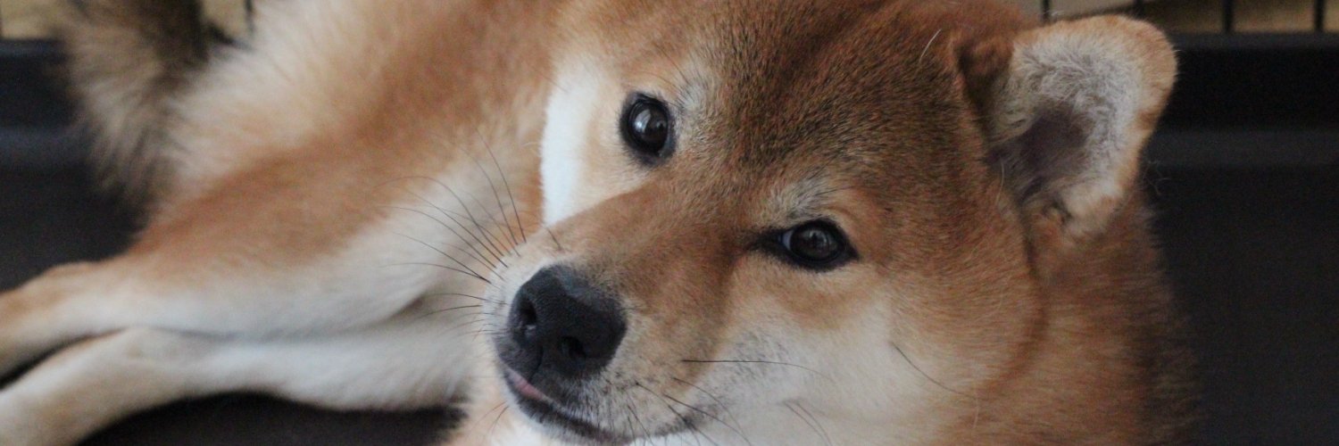 藤岡岳之＠柴犬・不動産賃貸（大家）・福島情報災害・能登情報災害・ガンギマリ族 banner