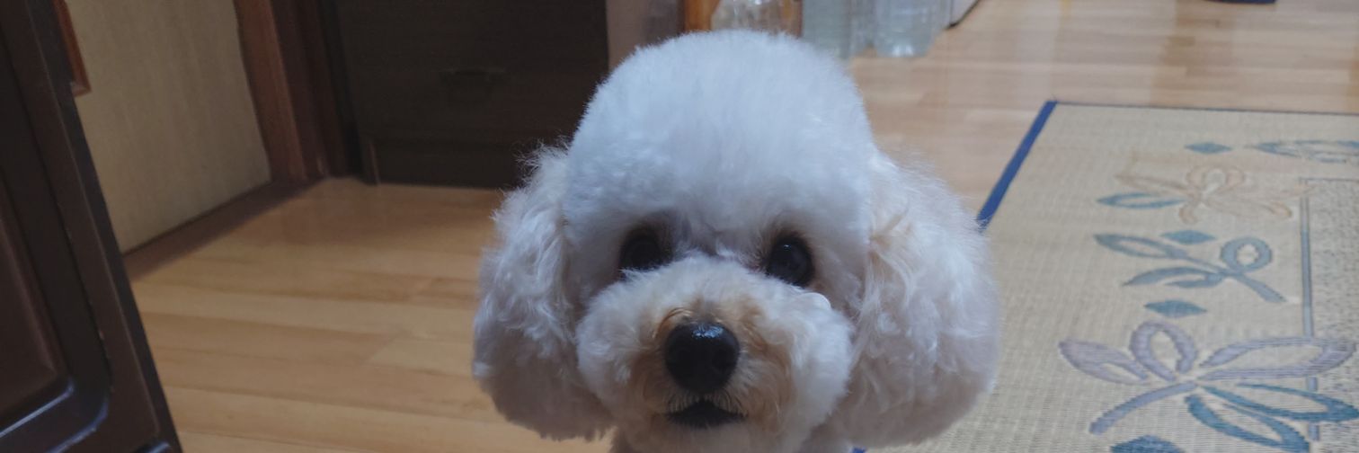 Chiy banner