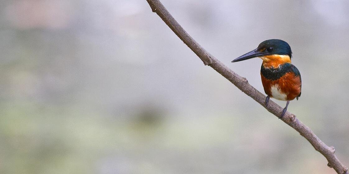 TropicalBirding's profile banner image