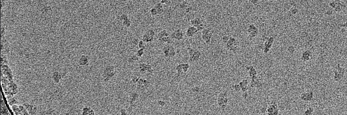 James A. Letts banner