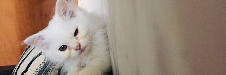 nolissacabrera's profile banner image