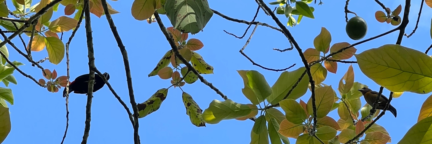 Sophie Mercell banner