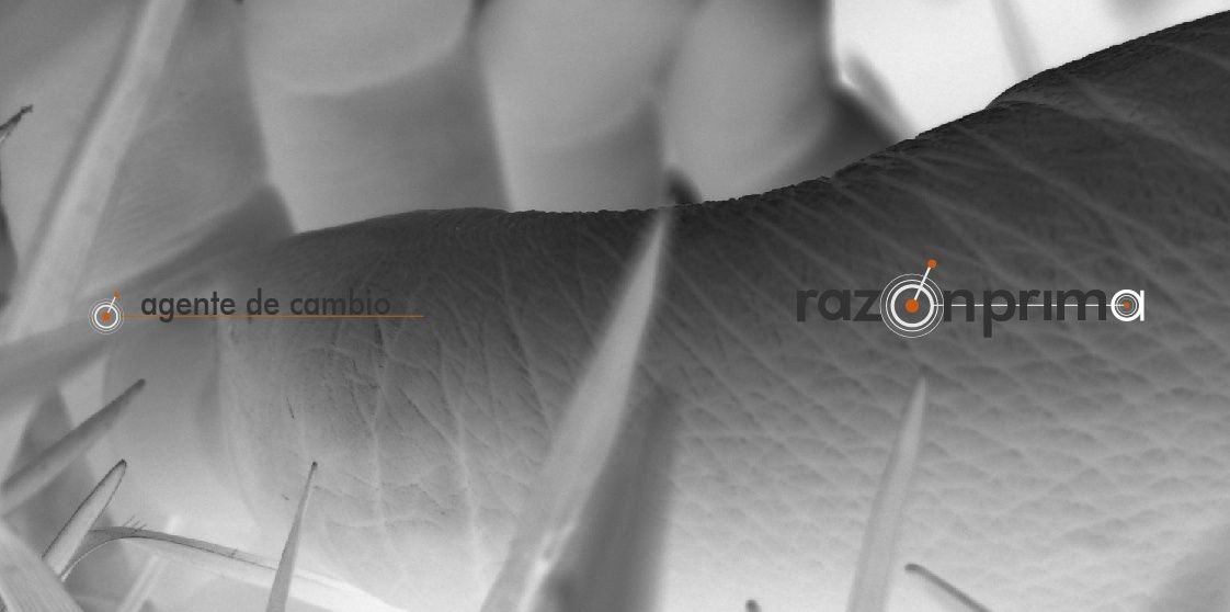 punkgotas's profile banner image