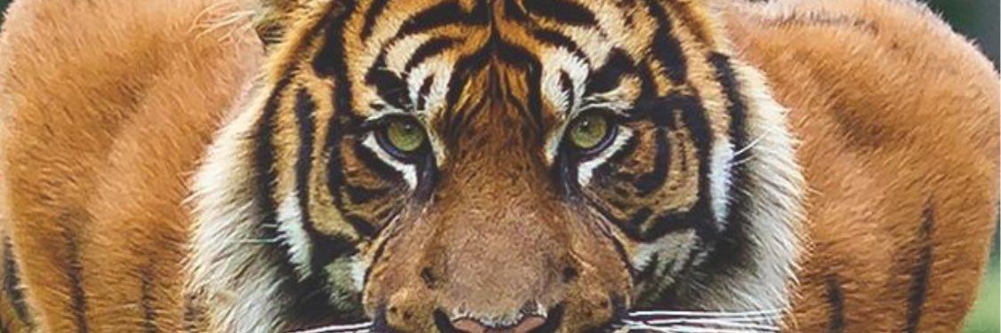 cleberpelom's profile banner image