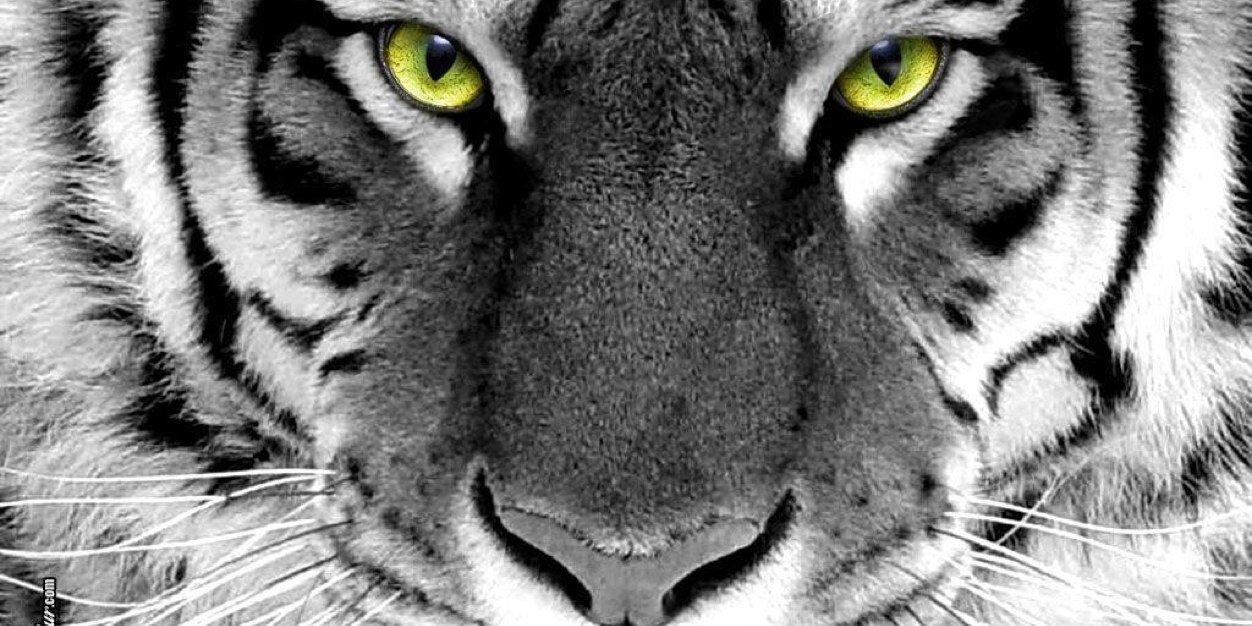Rumtuger's profile banner image