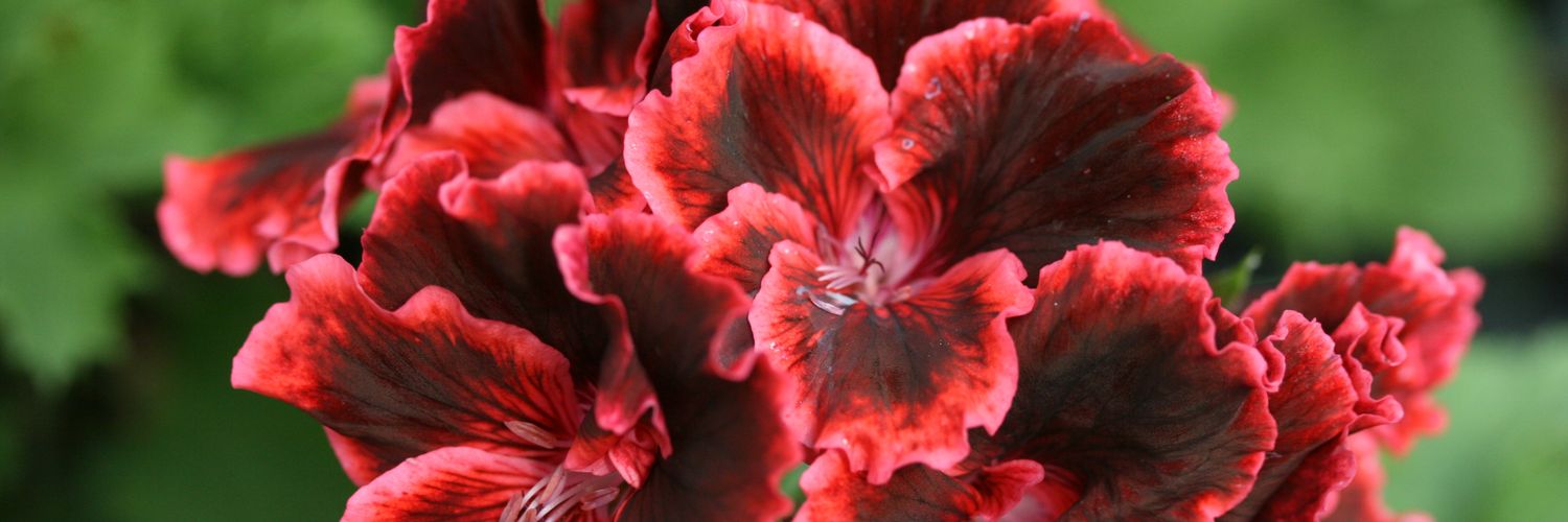 dafo53's profile banner image