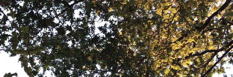tnuvo's profile banner image