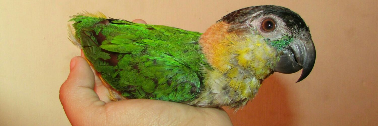 massage in Riyadh الرياض banner