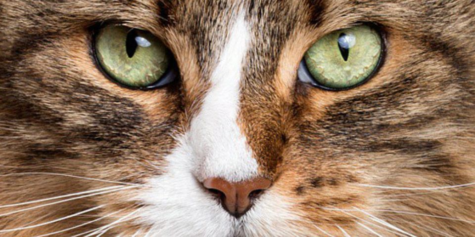 shelsatazz_'s profile banner image