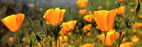 xokimberlybee's profile banner image