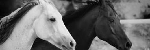FangoAlsmra's profile banner image