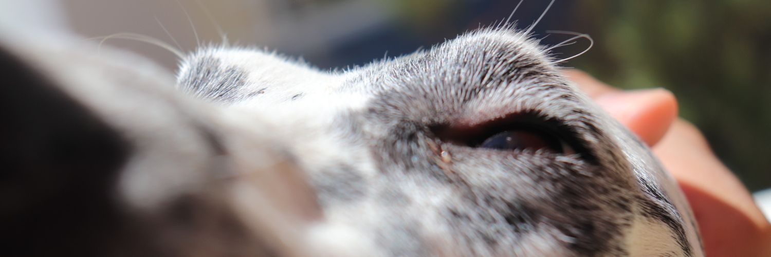 RauCestMoi's profile banner image