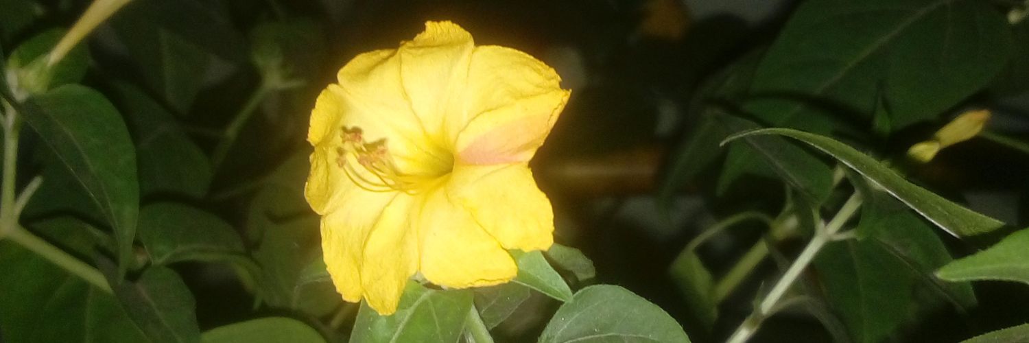 saroj_nag's profile banner image