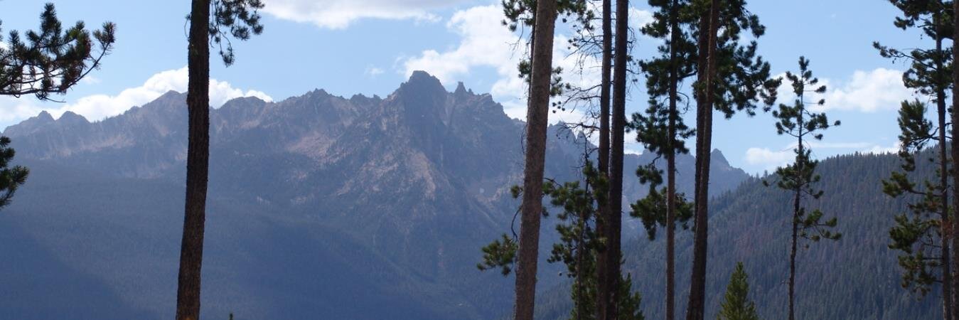 Rogue Penguin banner