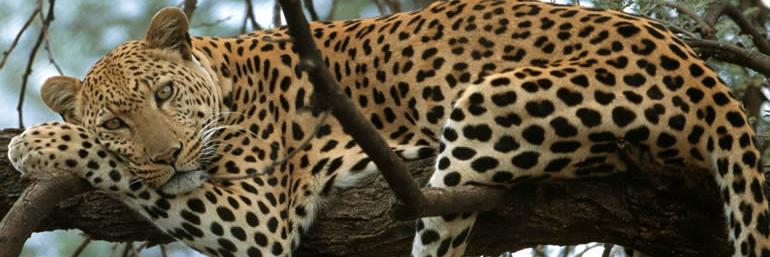 ServalcatTours's profile banner image